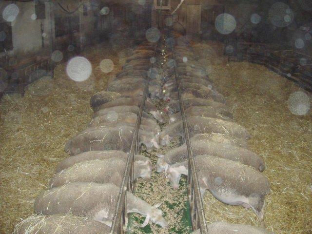agneau 2006 0014